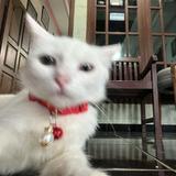 (Kategori: ) berada di . Dikirim oleh koleksialfa (ID iklan 1377847804, Gambar 1). Deskripsi: .