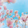 （分類：）位於 。 由 misslam11121007 提交（商品編號 1386289745，圖片 1）。簡介： 。