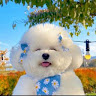 (Category: ) located in . Submitted by sulamitechiong (Listing ID 1382602522, Image 1). Description: .