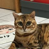 頭像
