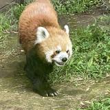 由 redpandadada (刊登 ID 1382601927，圖片 1) 提交，位於 的 (類別：)，說明：。