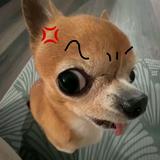 （分類：）位於 。 由 a.ariaaa__ 提交（商品編號 1381725379，圖片 1）。簡介： 。