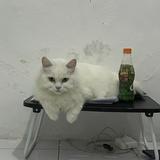 (Kategori: ) berada di . Dikirim oleh cahyarena418809 (ID iklan 1381564358, Gambar 1). Deskripsi: .