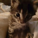 （分類：）位於 。 由 kittenettik 提交（商品編號 1384197332，圖片 1）。簡介： 。