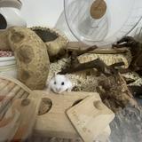 (Category: ) located in . Submitted by savemyhamster (Listing ID 1381652325, Image 1). Description: .