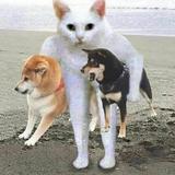 由 CHIEH (刊登 ID 1383686259，圖片 1) 提交，位於 的 (類別：)，說明：。