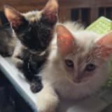 (Category: ) located in . Submitted by jmpascual044757 (Listing ID 1383905895, Image 1). Description: .