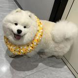 由 happycoco964462 (刊登 ID 1381863927，圖片 1) 提交，位於 的 (類別：)，說明：。