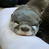（分類：）位於 。 由 meowiii25 提交（商品編號 1383947261，圖片 1）。簡介： 。