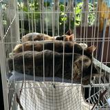 (Category: ) located in . Submitted by four_cats (Listing ID 1382475592, Image 1). Description: .