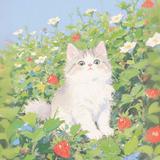 （分類：）位於 。 由 haaati 提交（商品編號 1385285007，圖片 1）。簡介： 。