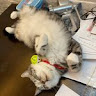 （分類：）位於 。 由 randomly_stuff.497 提交（商品編號 1383749967，圖片 1）。簡介： 。