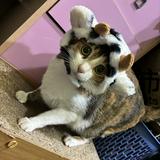 由 zoey667788 (刊登 ID 1382193802，圖片 1) 提交，位於 的 (類別：)，說明：。