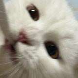 (Category: ) located in . Submitted by andyniable (Listing ID 1347724035, Image 1). Description: .