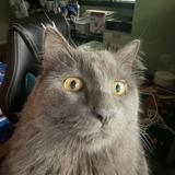 (Category: ) located in . Submitted by bum2me (Listing ID 1382280414, Image 1). Description: .