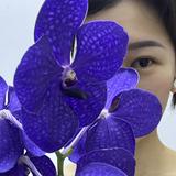 （分類：）位於 。 由 jevertrue 提交（商品編號 1385653746，圖片 1）。簡介： 。