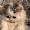 (Category: ) located in . Submitted by rahayu881127180 (Listing ID 1434948291, Image 1). Description: .