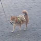 由 11yiyi (刊登 ID 1383649990，圖片 1) 提交，位於 的 (類別：)，說明：。