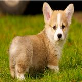 （分類：）位於 。 由 corgi_sells 提交（商品編號 1382375072，圖片 1）。簡介： 。
