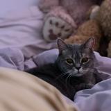 （分類：）位於 。 由 cati0420 提交（商品編號 1383624190，圖片 1）。簡介： 。