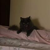 (Category: ) located in . Submitted by bttna (Listing ID 1381705429, Image 1). Description: .