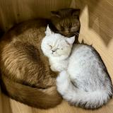(Category: ) located in . Submitted by ckemochi (Listing ID 1382441591, Image 1). Description: .