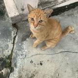 (Kategori: ) berada di . Dikirim oleh lemari_tomato (ID iklan 1305626200, Gambar 1). Deskripsi: .