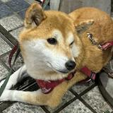 （分類：）位於 。 由 wwdda 提交（商品編號 1362238239，圖片 1）。簡介： 。