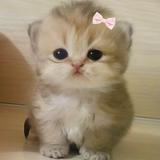 (Category: ) located in . Submitted by shalalla (Listing ID 1384303354, Image 1). Description: .