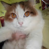 (Category: ) located in . Submitted by nabila1412 (Listing ID 1382777156, Image 1). Description: .