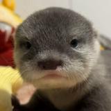 （分類：）位於 。 由 smellotter 提交（商品編號 1304570940，圖片 1）。簡介： 。