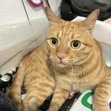 由 tung0980322611 (刊登 ID 1383259891，圖片 1) 提交，位於 的 (類別：)，說明：。