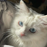 (Category: ) located in . Submitted by wunny7 (Listing ID 1451277680, Image 1). Description: .