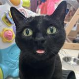 (Category: ) located in . Submitted by cutacious (Listing ID 1383714323, Image 1). Description: .
