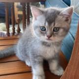 (Category: ) located in . Submitted by bbmantou (Listing ID 1386171968, Image 1). Description: .