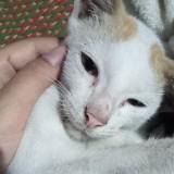 (Kategori: ) berada di . Dikirim oleh aingajaing44561 (ID iklan 1384753536, Gambar 1). Deskripsi: .