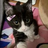 (Kategori: ) berada di . Dikirim oleh cocolocooo (ID iklan 1354791483, Gambar 1). Deskripsi: .