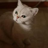 （分類：）位於 。 由 dekemao 提交（商品編號 1383626627，圖片 1）。簡介： 。