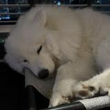 (Category: ) located in . Submitted by dreeloew (Listing ID 1385188334, Image 1). Description: .