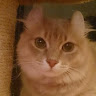 （分類：）位於 。 由 ernesttt2011 提交（商品編號 1384508406，圖片 1）。簡介： 。