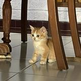 (Kategori: ) berada di . Dikirim oleh imanfadhiil (ID iklan 1365214005, Gambar 1). Deskripsi: .