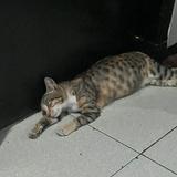 (Kategori: ) berada di . Dikirim oleh kittenlady (ID iklan 1385739302, Gambar 1). Deskripsi: .