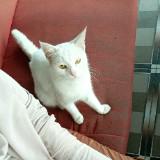 (Kategori: ) berada di . Dikirim oleh oneew (ID iklan 1383656229, Gambar 1). Deskripsi: .