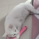(Kategori: ) berada di . Dikirim oleh wulansr58635 (ID iklan 1383629680, Gambar 1). Deskripsi: .