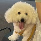 由 kikiandmimi (刊登 ID 1383355528，圖片 1) 提交，位於 的 (類別：)，說明：。