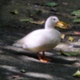 (Category: ) located in . Submitted by mr_abc (Listing ID 1383296280, Image 1). Description: .