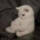 (Category: ) located in . Submitted by ctrlshiftf (Listing ID 1384493043, Image 1). Description: .
