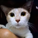 (Category: ) located in . Submitted by cutiesbyfisya (Listing ID 1382879327, Image 1). Description: .