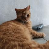(Kategori: ) berada di . Dikirim oleh buongiorno. (ID iklan 1383604492, Gambar 1). Deskripsi: .