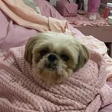 (Category: ) located in . Submitted by larasdecluttering (Listing ID 1385759408, Image 1). Description: .